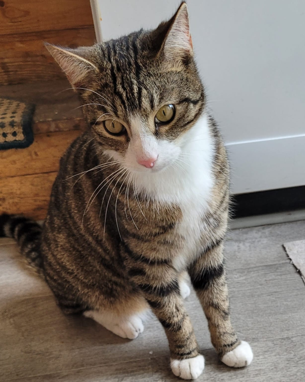 Missing Cat - Teupitz