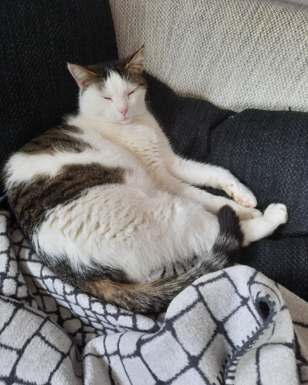 Missing Cat - Walldürn