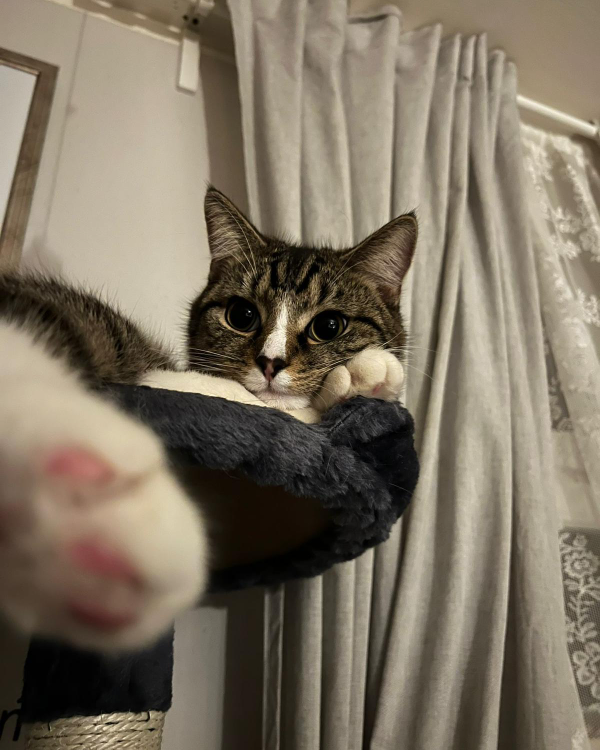 Found Cat - Friedrichroda