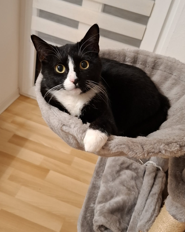 Found Cat - Regensburg 