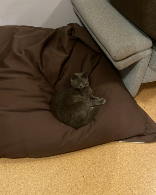 Found Cat - Windischeschenbach