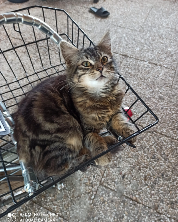 Missing Cat - Aurich