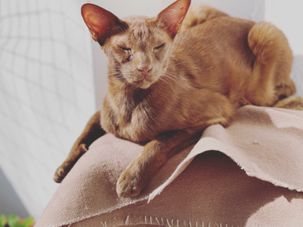 Found Cat - Waldsieversdorf