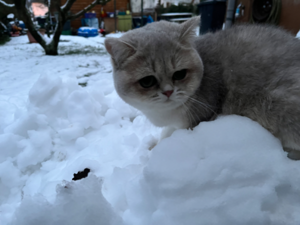 Missing Cat - Bad Sooden-Allendorf