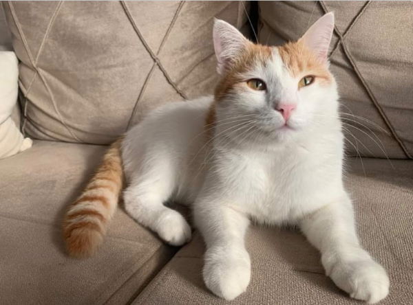 Missing Cat - Marktredwitz