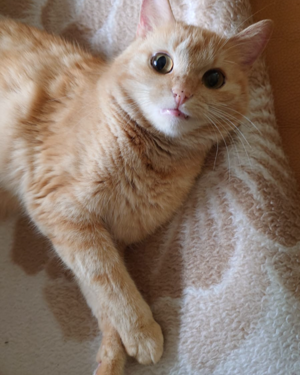 Missing Cat - Annweiler am Trifels