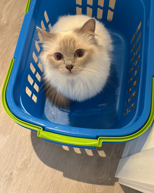 Found Cat - Grebenhain