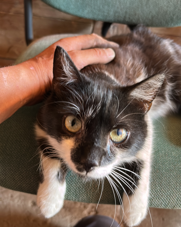 Missing Cat - Stadt Wehlen