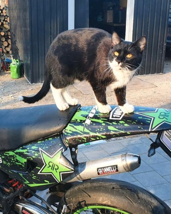 Missing Cat - Alt Meteln