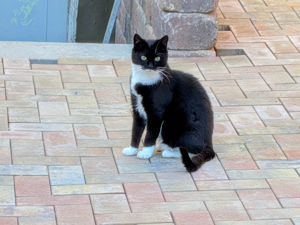 Missing Cat - Schwallungen