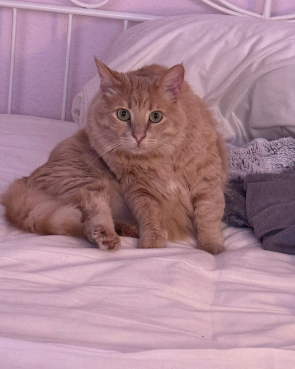 Missing Cat - Frankfurt am Main