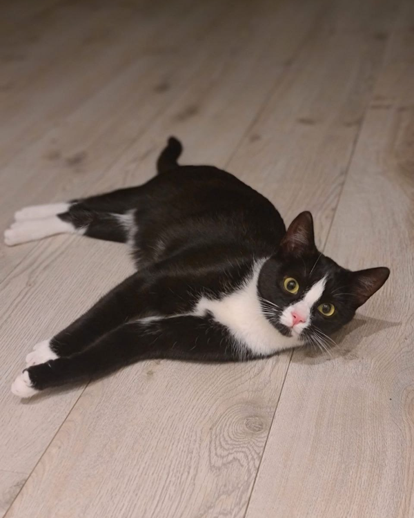 Found Cat - Löningen