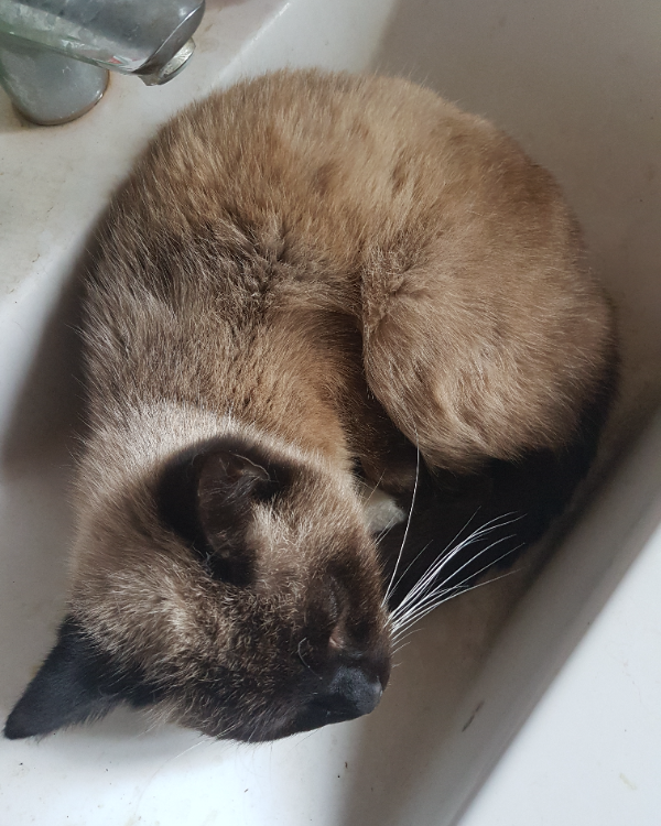 Missing Cat - Chursdorf