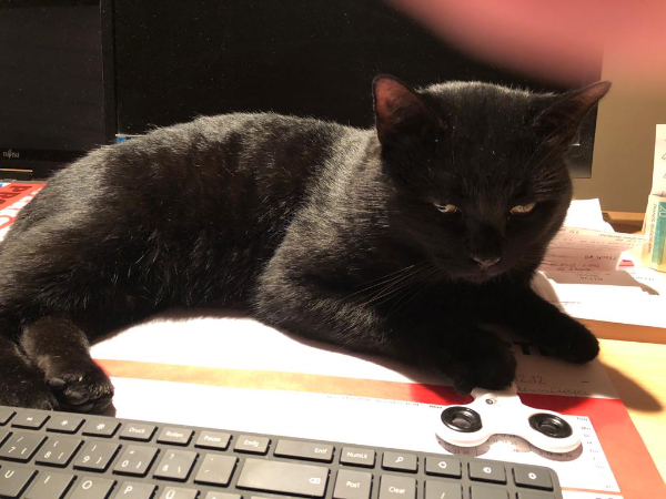 Missing Cat - Monschau