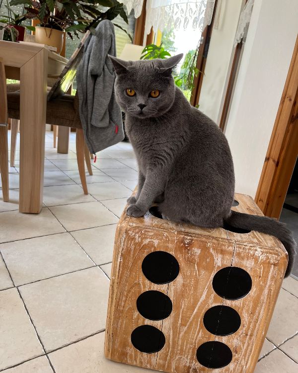 Missing Cat - Neuenkirchen