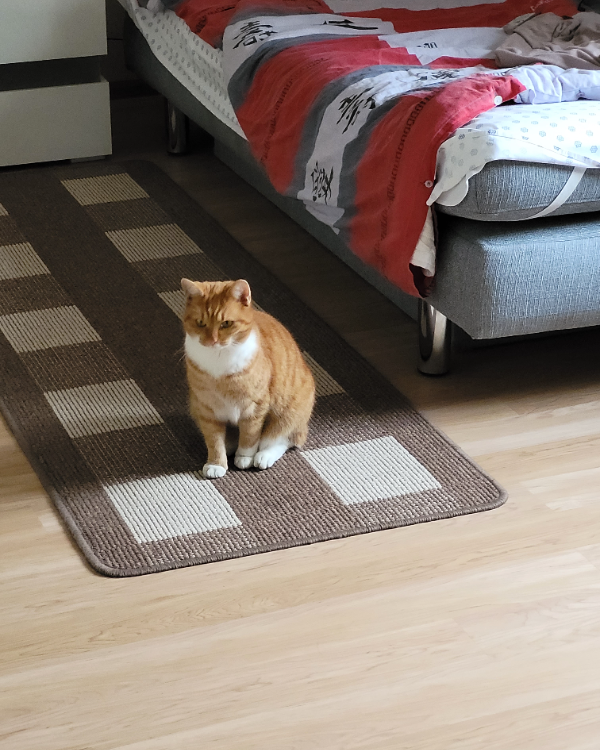 Missing Cat - Werben