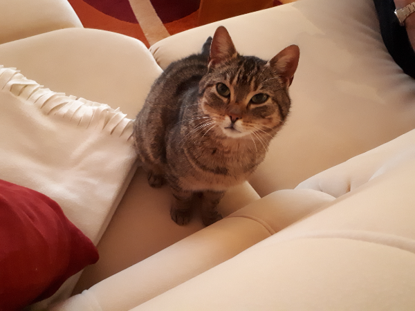 Missing Cat - Friedrichswalde