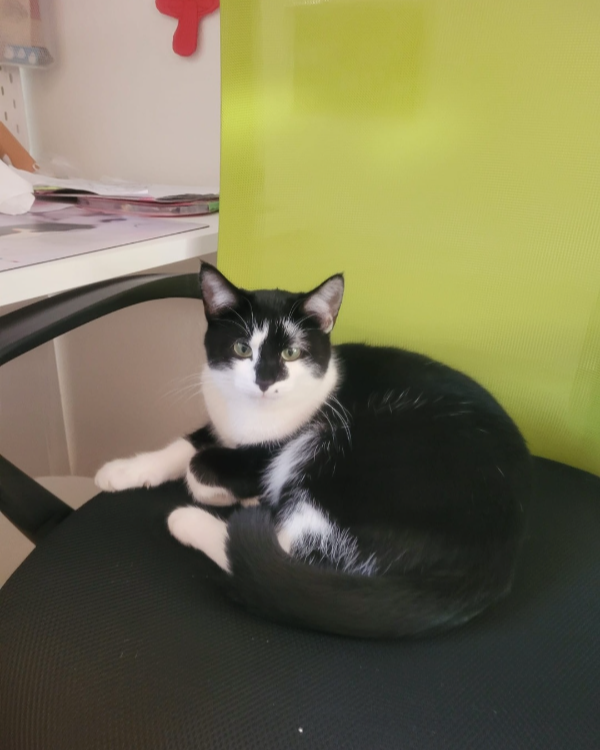 Missing Cat - Ehrenkirchen