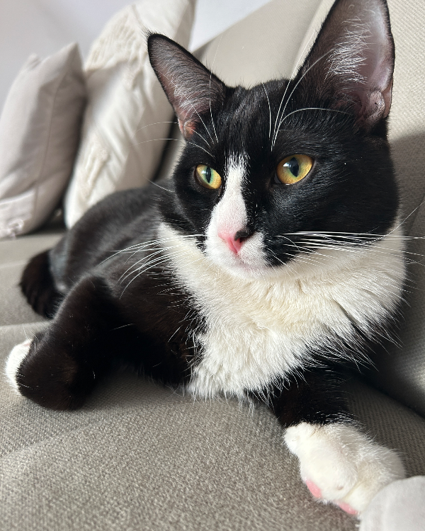 Found Cat - Schwerte