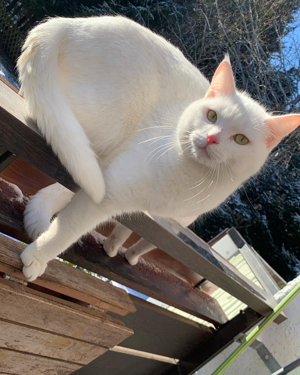 Missing Cat - Titisee-Neustadt