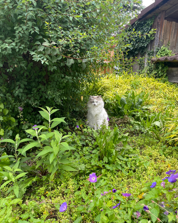 Missing Cat - Eurasburg