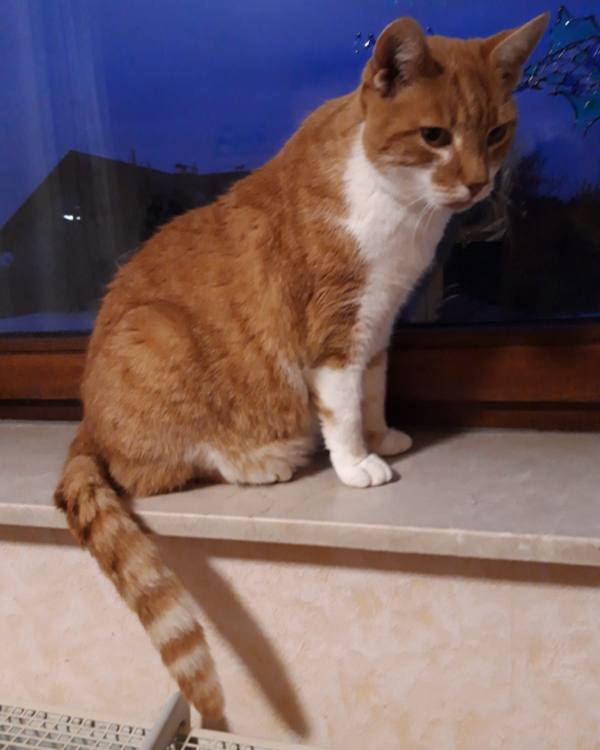 Found Cat - Wächtersbach