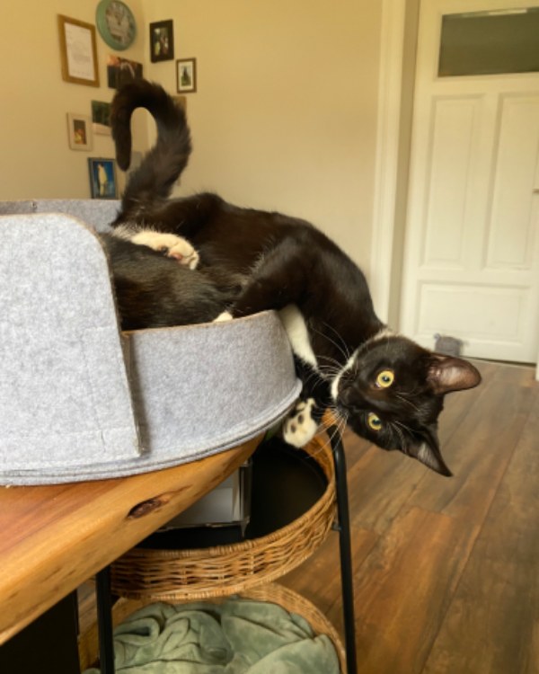 Missing Cat - Fitzen