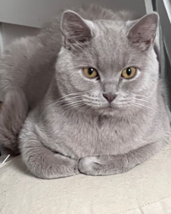 Found Cat - Halle (Saale)