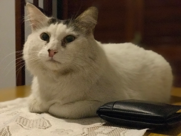 Missing Cat - Alcalá de Henares