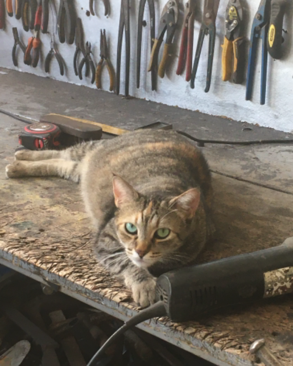 Missing Cat - Manacor