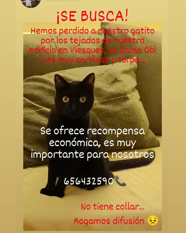Missing Cat - Gijón