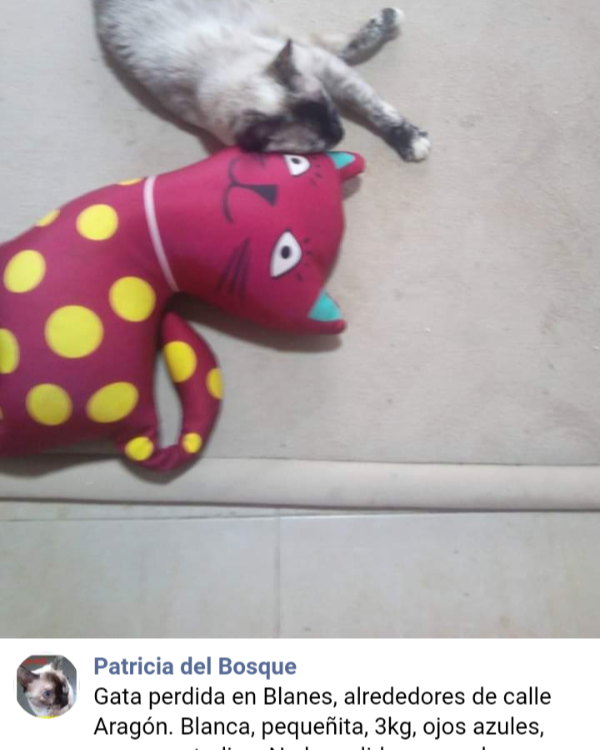 Missing Cat - Blanes