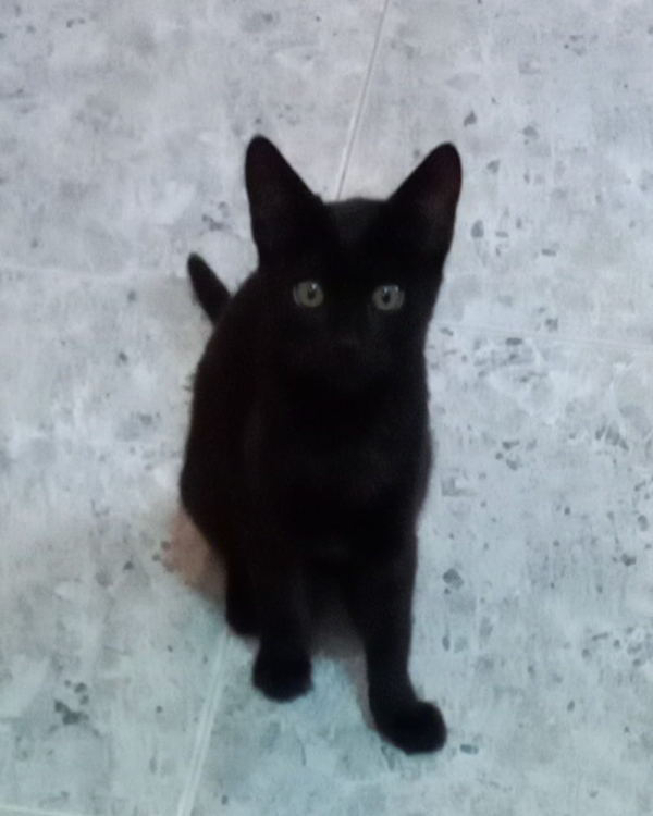 Missing Cat - Nambroca