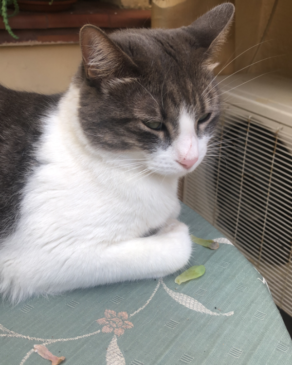 Missing Cat - Canet de Mar