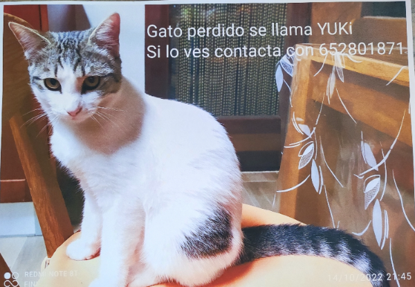 Missing Cat - La Eliana