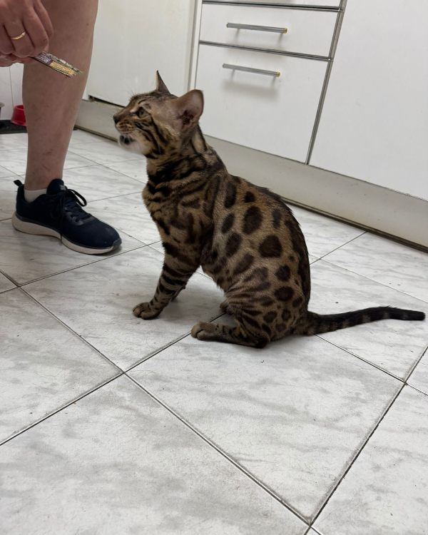 Missing Cat - Ponferrada