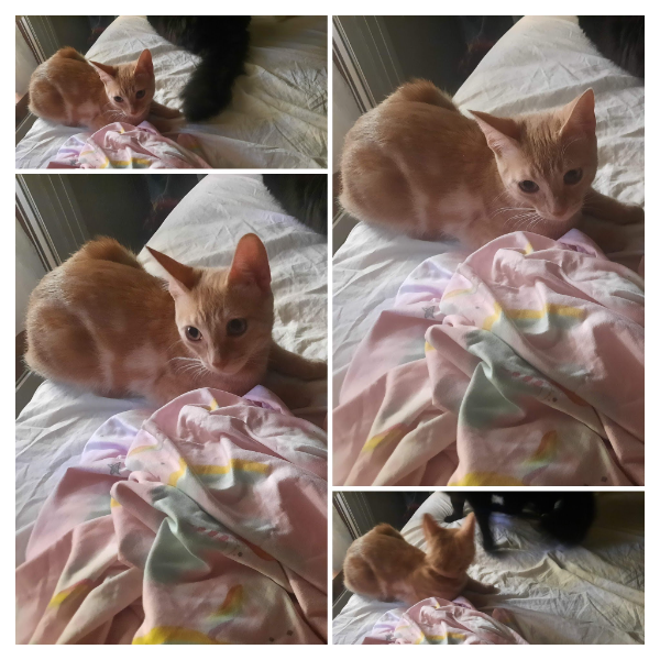 Missing Cat - Málaga