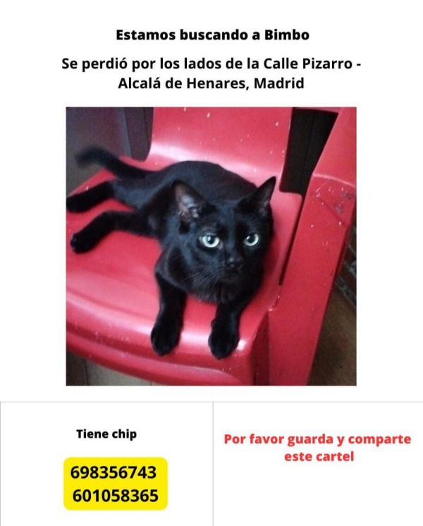 Missing Cat - Alcalá de Henares