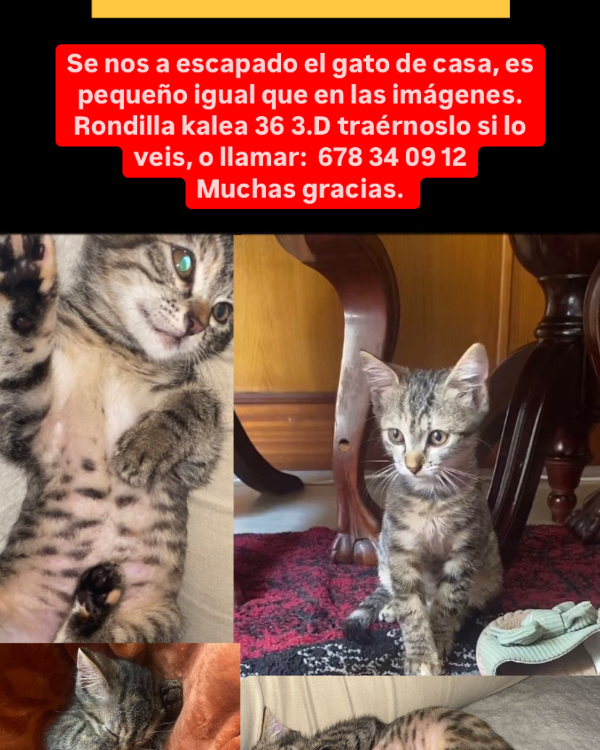 Missing Cat - Tolosa