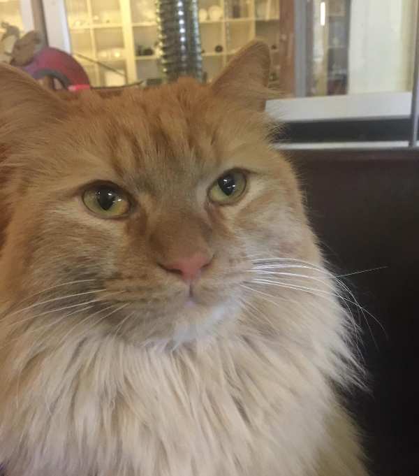 Missing Cat - Begues