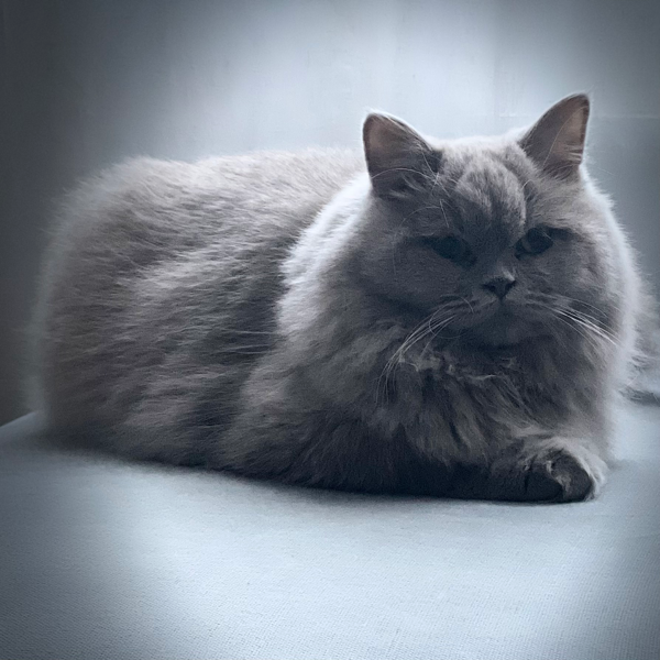 Found Cat - Talltorta