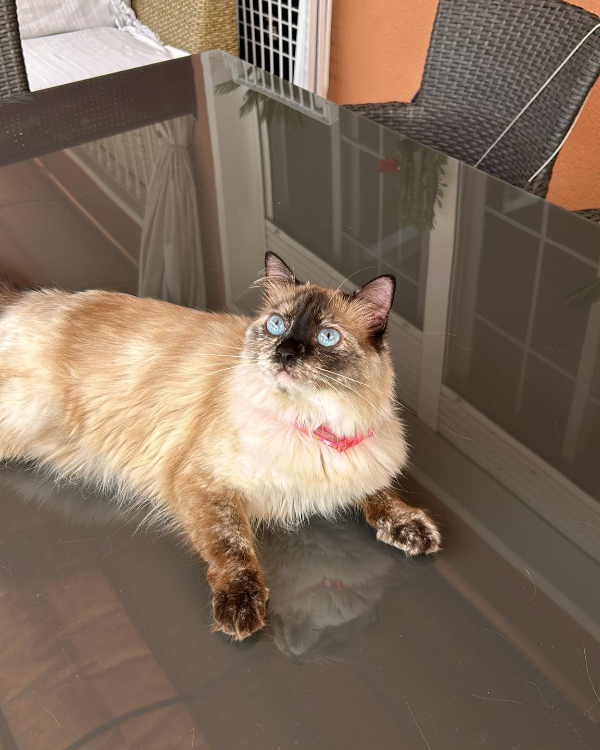 Missing Cat - Algeciras