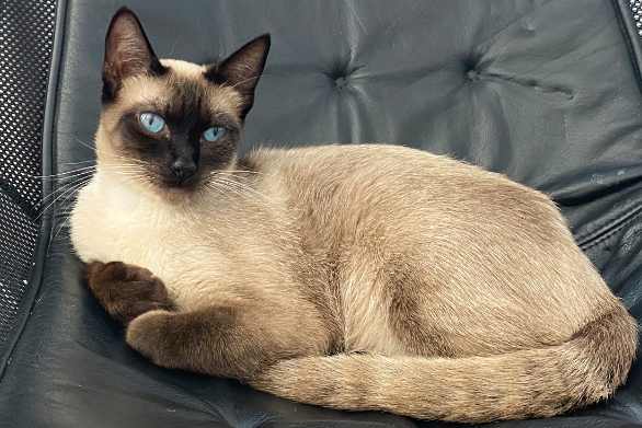 Missing Cat - Marbella