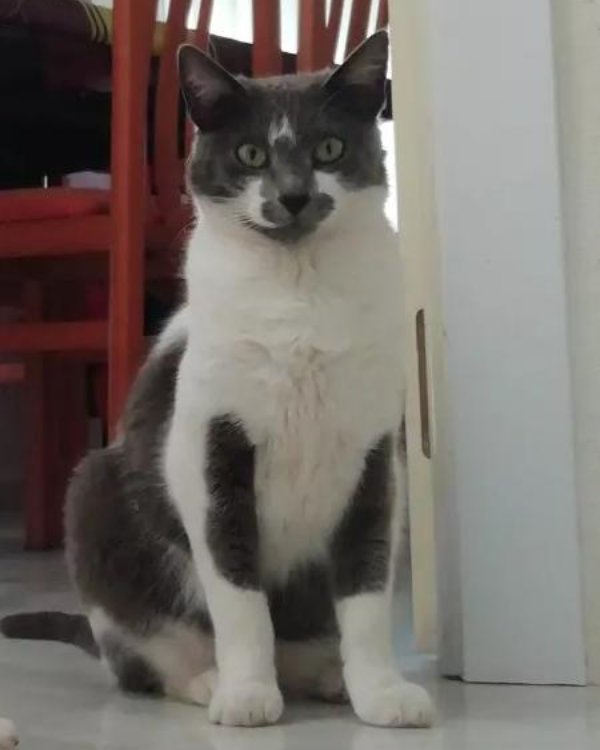 Found Cat - Alhaurín de la Torre