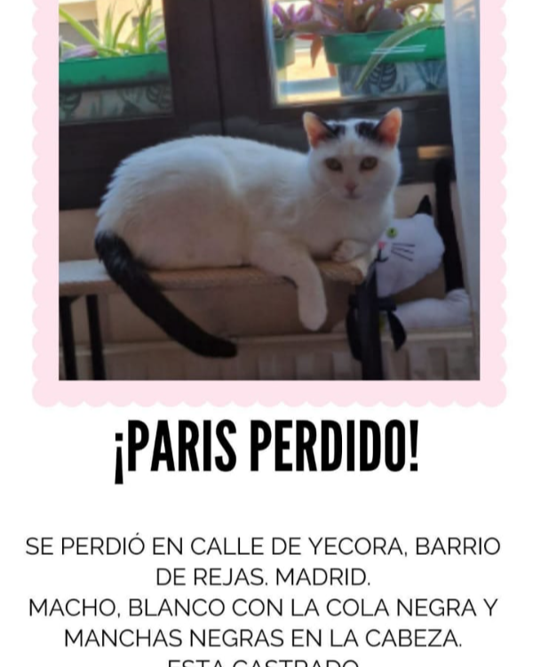 Missing Cat - Madrid