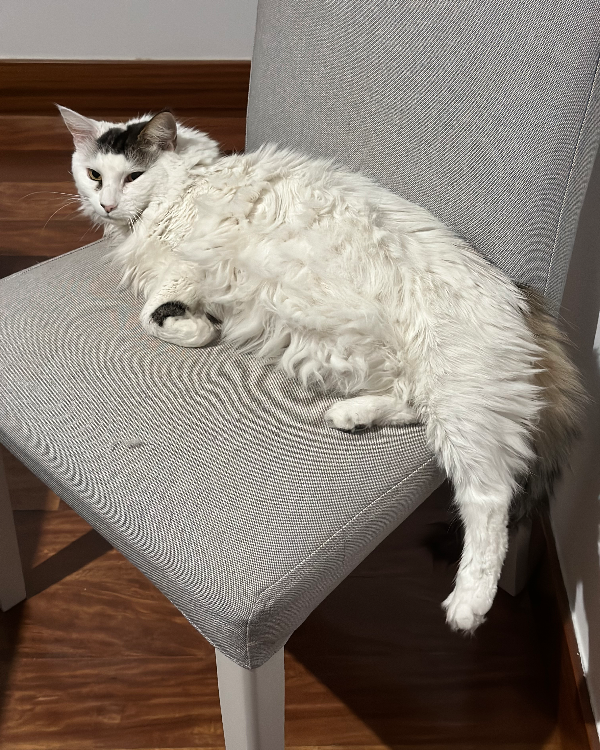 Missing Cat - Alcalá de Henares