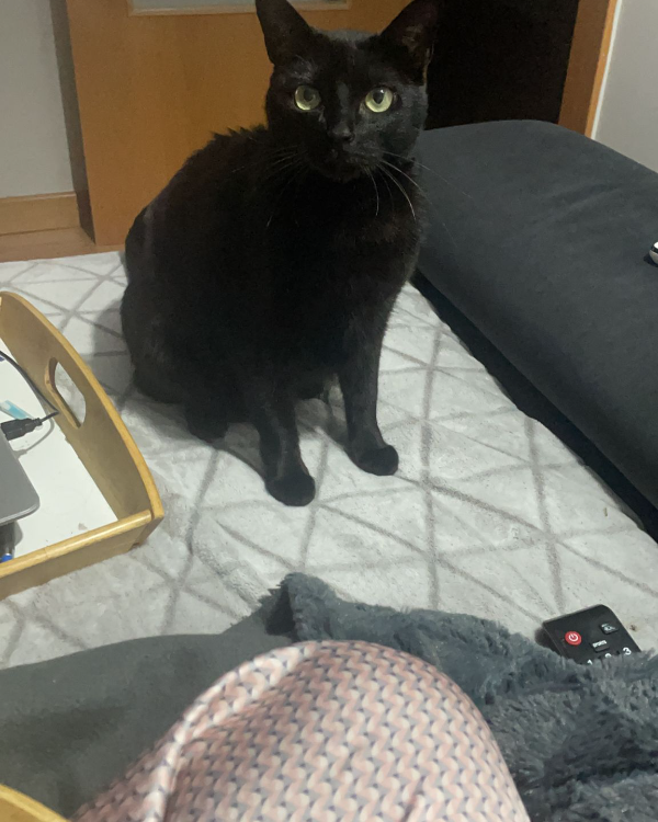 Missing Cat - Zaragoza