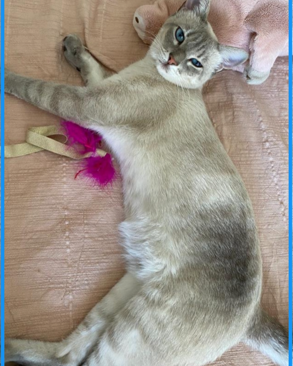 Missing Cat - L'Armentera