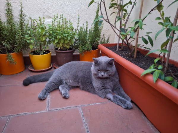 Missing Cat - Alpedrete