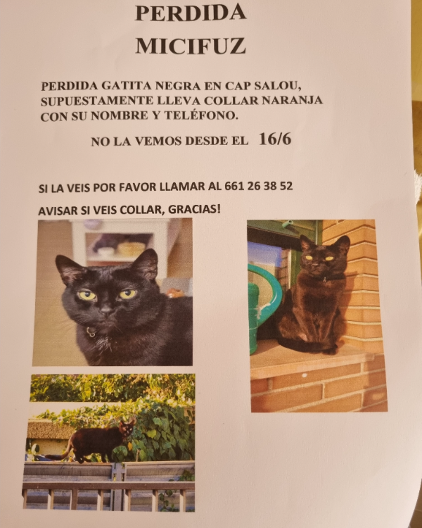 Missing Cat - Salou